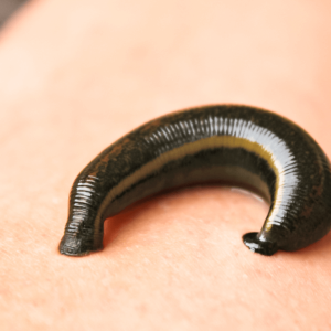 Sülük Sertifika Eğitim