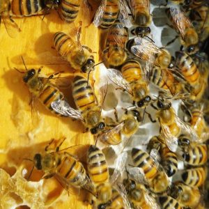 Arıcılık Sertifika Eğitimi